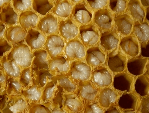 Produk Beekeeping