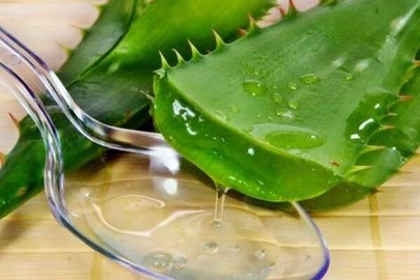 Jus aloe untuk ereksi yang kuat